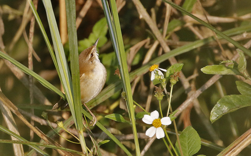 Paddyfield Warbler