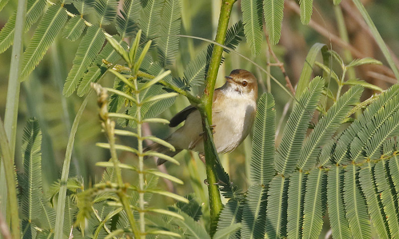 Paddyfield Warbler