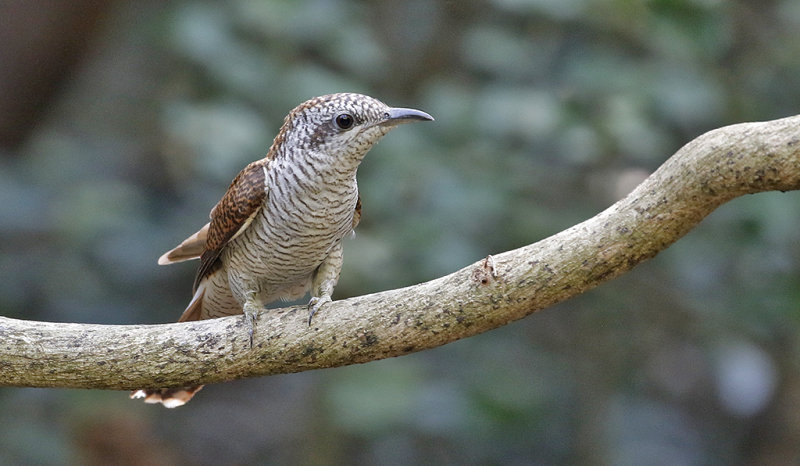 Banded Bay Cuckoo