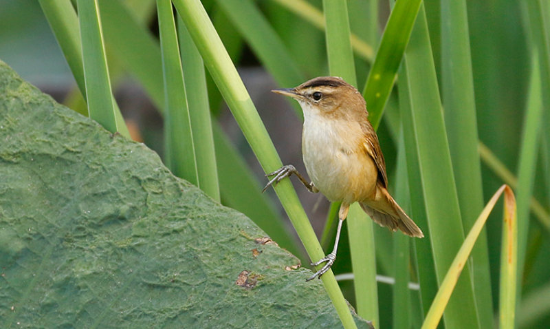 Black-browed Reed Warbler