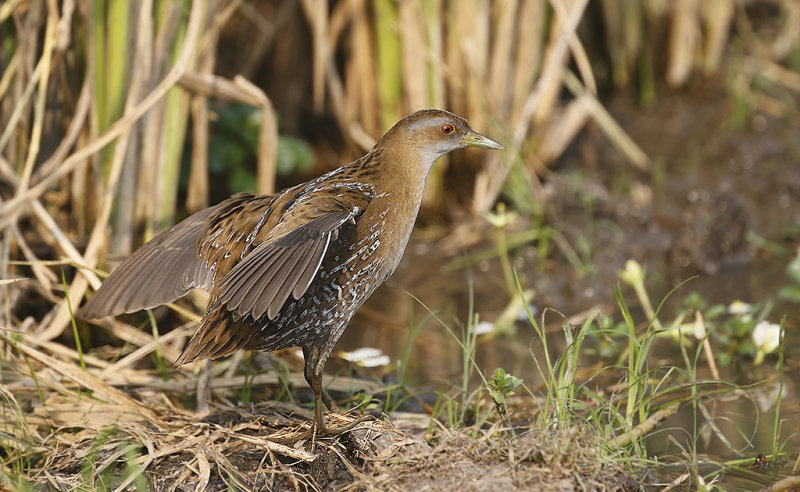 Baillon's Crake