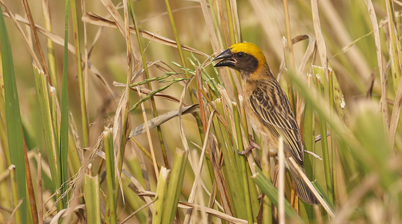 Baya Weaver