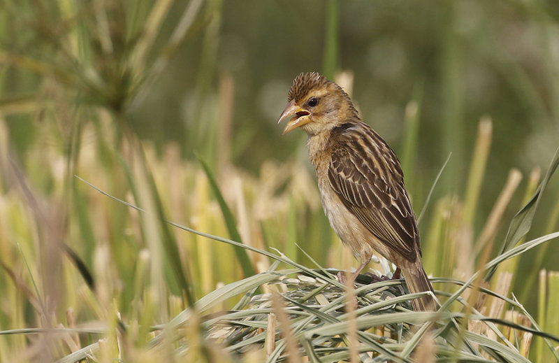Baya Weaver
