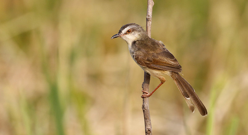 Plain Prinia