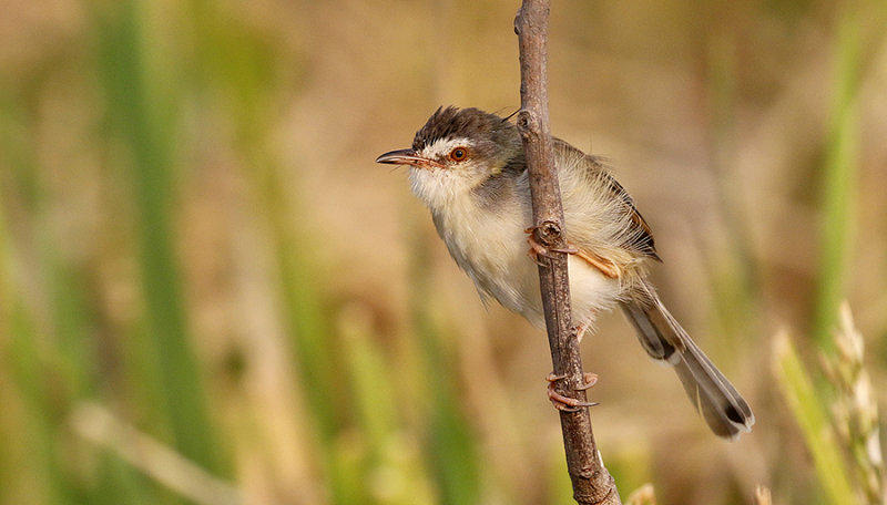 Plain Prinia