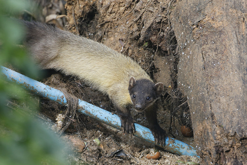 Yellow-throated Marten