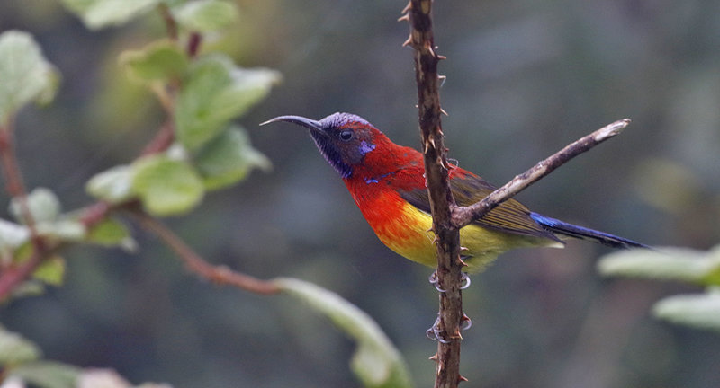 Mrs Gould's Sunbird