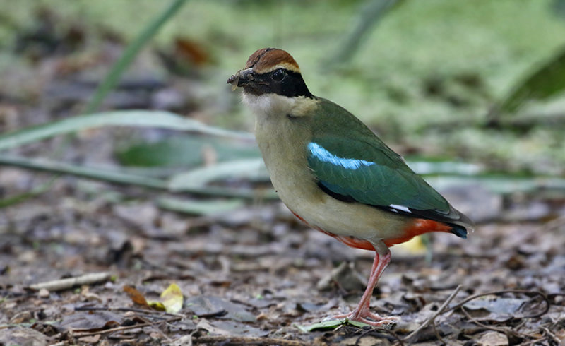 Fairy Pitta