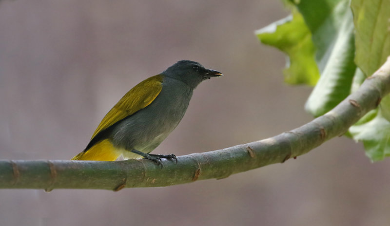 Grey-bellied Bulbul