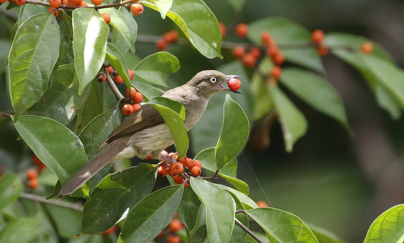 Cream-vented Bulbul