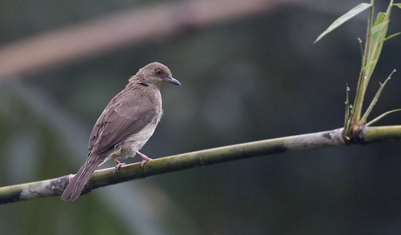 Red-eyed Bulbul