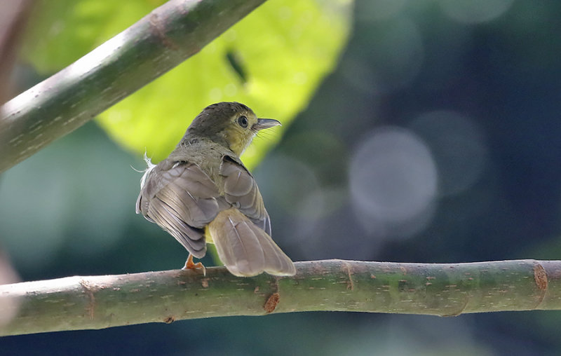 Hairy-backed Bulbul