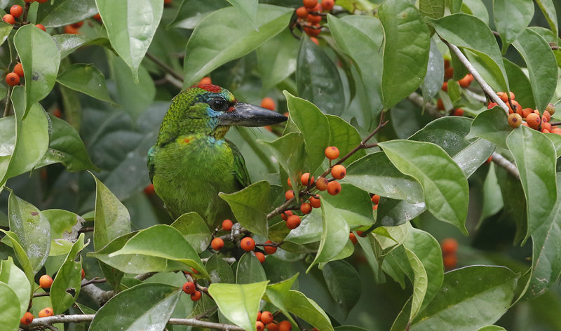 Red-throated Barbet, fem