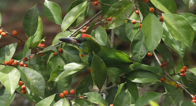 Red-throated Barbet, fem