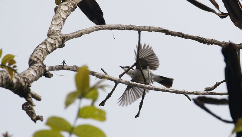 Black-winged Flycatcher Shrike