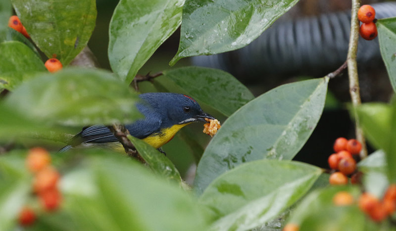 Crimson-breasted Flowerpecker