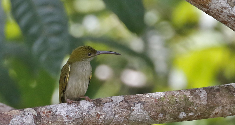 Grey-breasted Spiderhunter