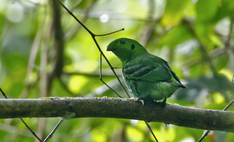 Green Broadbill