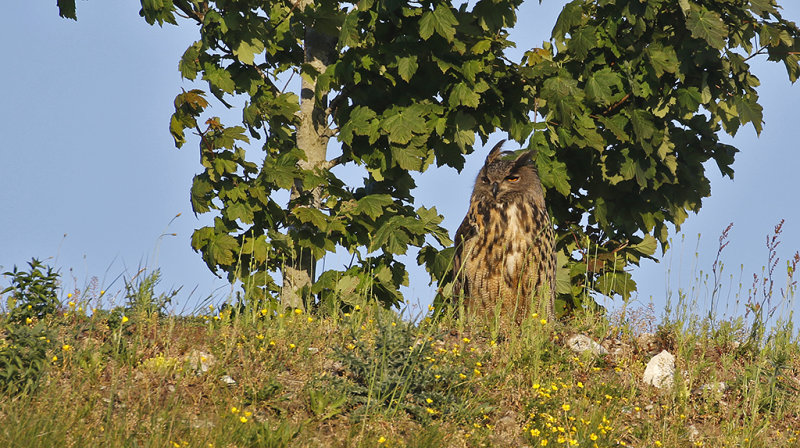 Eurasian Eagle Owl (Berguv)