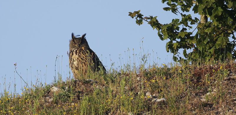Eurasian Eagle Owl (Berguv)