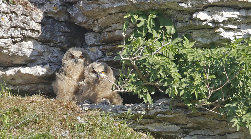 Eurasian Eagle Owl (Berguv)