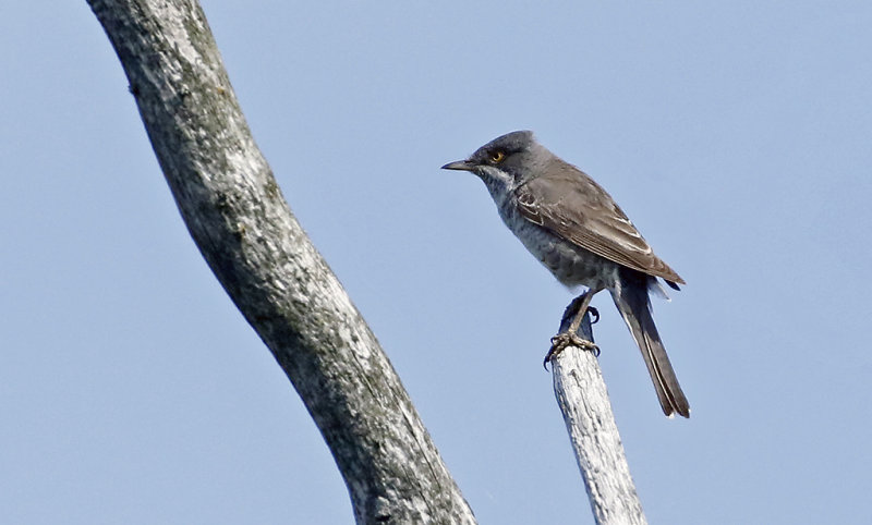 Barred Warbler (Hksngare)