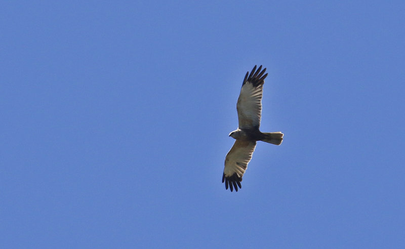 Western Marsh Harrier (Brun Krrhk)