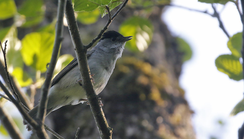 Blackcap, male (Svarthtta)