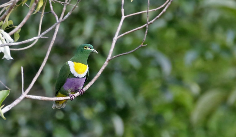 Geelvink Fruit Dove
