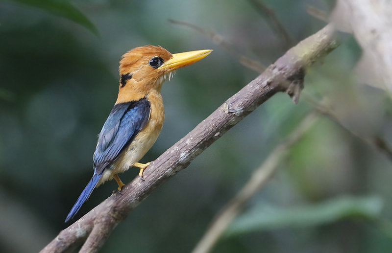 Yellow-billed Kingfisher