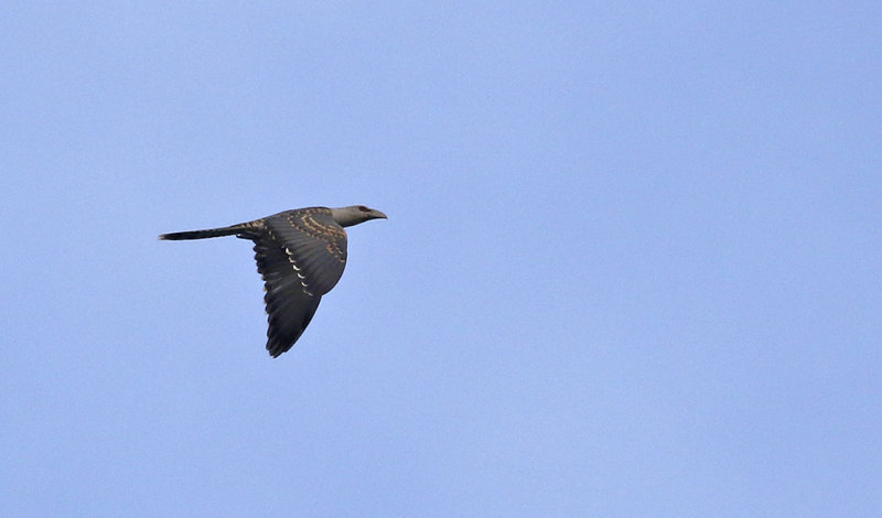 Channel-billed Cuckoo