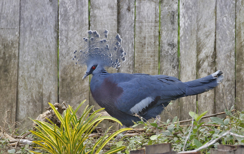 Northern Crowned Ground Pigeon