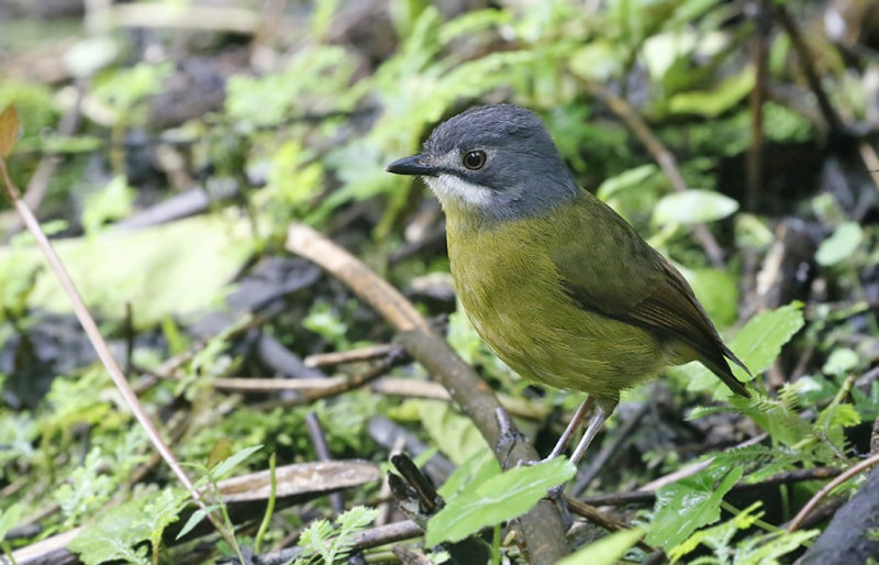 Green-backed Robin