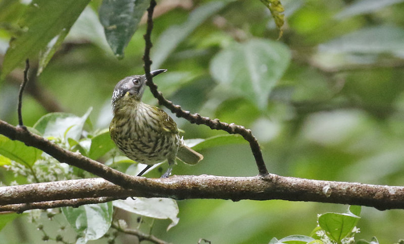 Spotted Honeyeater