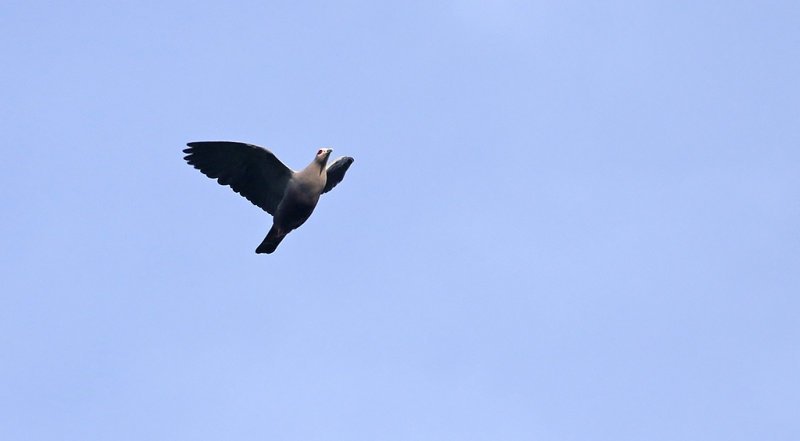 Pinon's Imperial Pigeon