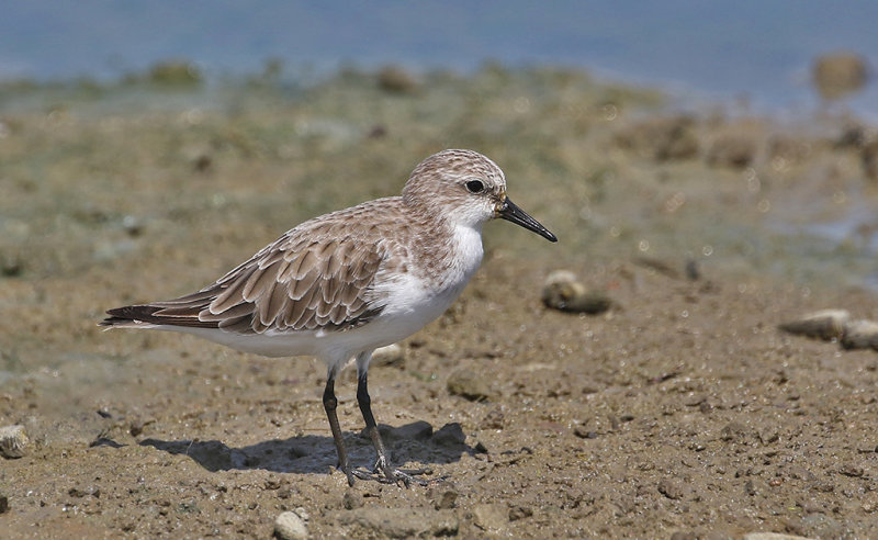 Red-necked Stint
