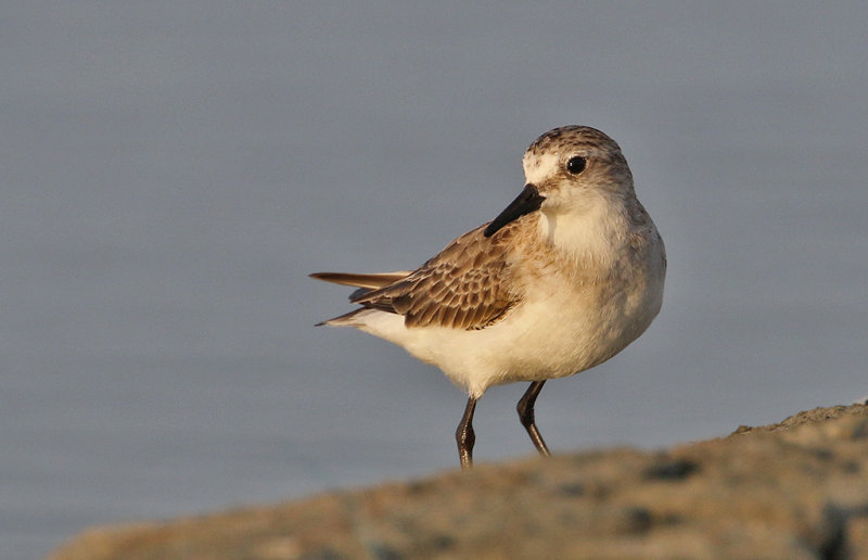 Red-necked Stint