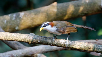 White-browed Scimitar Babbler