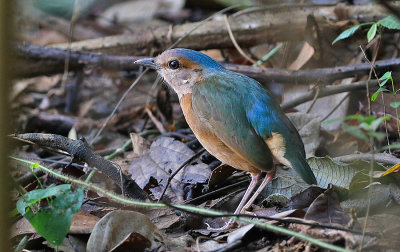 Blue-rumped Pitta