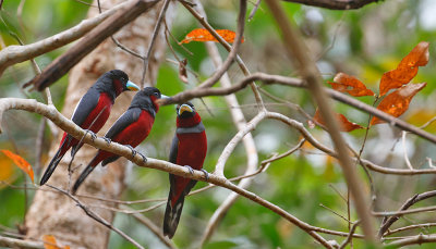 Black-red Broadbill