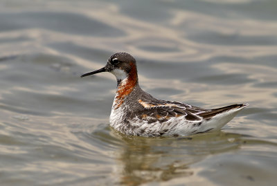 Red-necked Phalarope