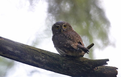 Pygmy Owl (Sparvuggla)