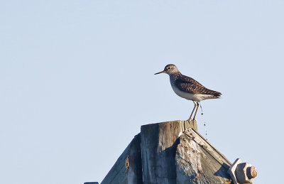 Wood Sandpiper (Grnbena)