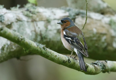 Chaffinch (Bofink)