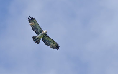 Pygmy Eagle