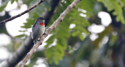 Olive-crowned Flowerpecker