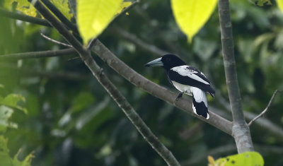 Hooded Butcherbird