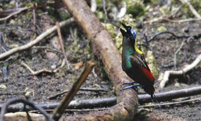 Wilsons Bird-of-Paradise