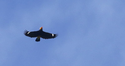 Yellow-faced Myna