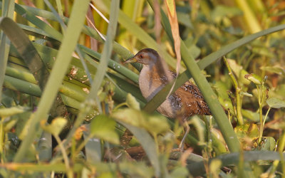 Baillons Crake